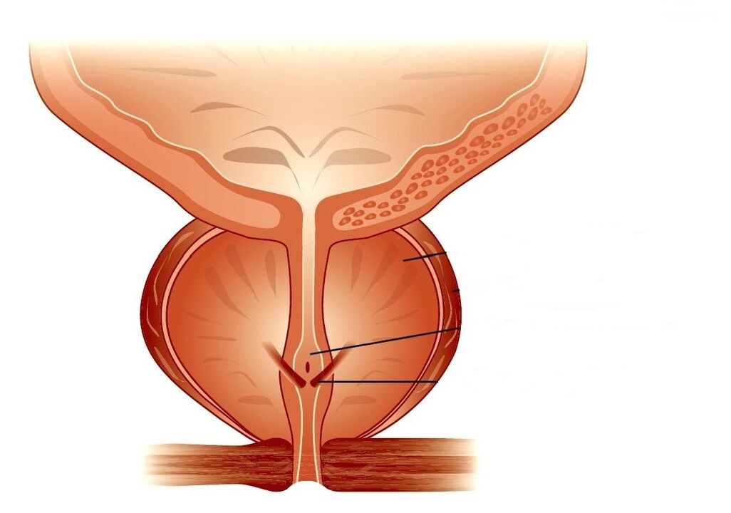 struktura prostaty a chronická prostatitida