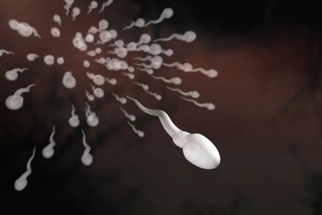 spermatozoa a jejich změny při prostatitidě